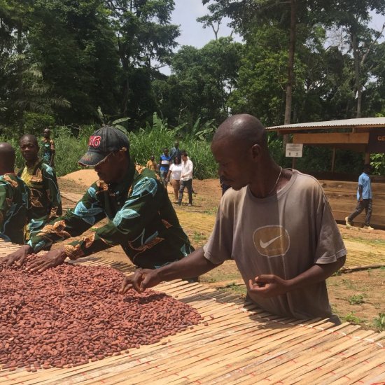 SCOOPS CA, plantation de cacao, Cameroun
